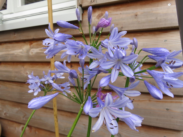 Agapanthus blüht endlich