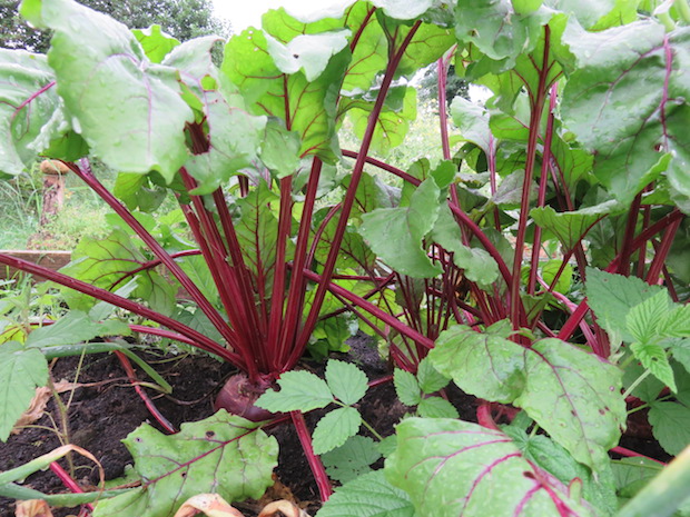 Immer noch rote Bete