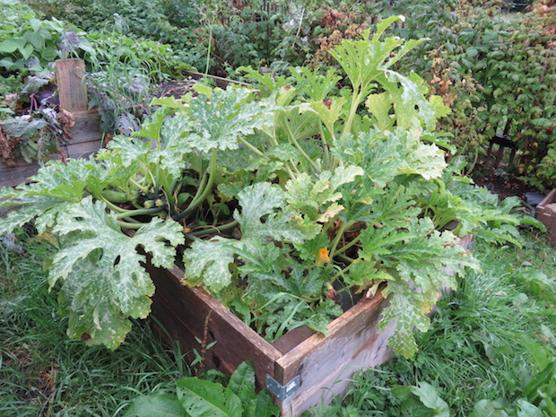 Reich tragende Zucchini