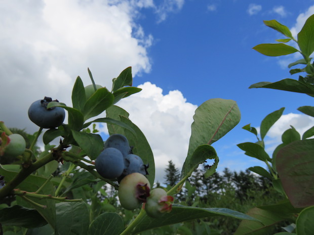 Blaubeerfeld in der Sonne