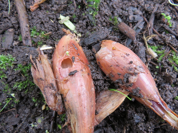 Zwiebeln im Schlafzimmer