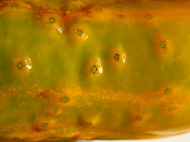 Haut einer reifen Einlegegurke von Nah