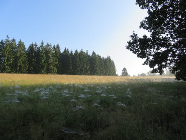 Spinnweben überall auf der Wiese
