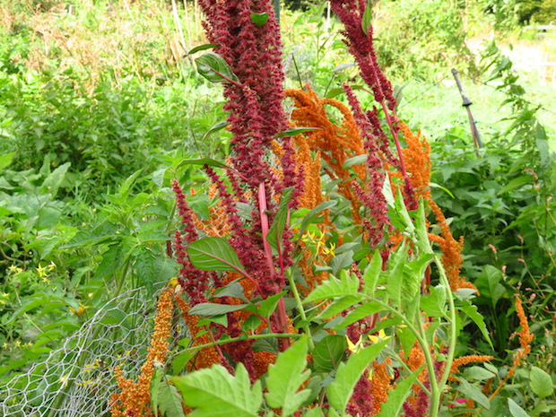 amaranth