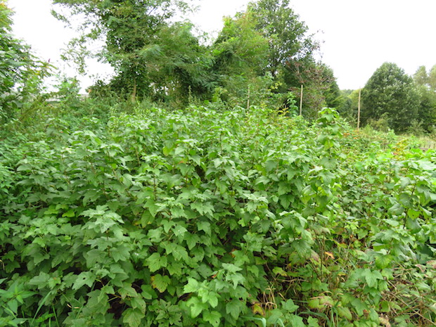 beerengarten-zugewuchert