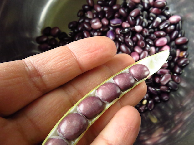 'Black Turtle' wie die Mädels vom Ballett