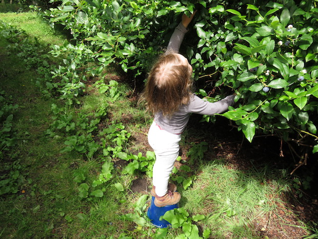 blaubeeren-clever-gepflueckt