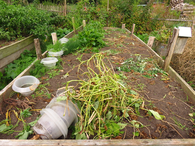 Bete-Bohnen-Hühner-Beet abgeerntet