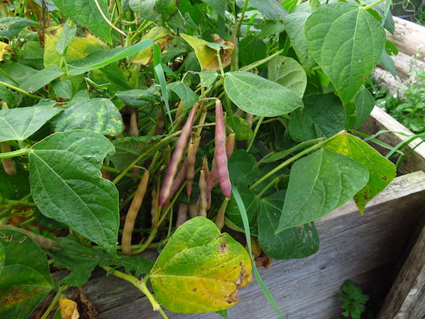 Black Turtle - empfehlenswert 