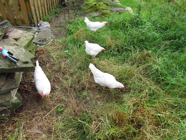 brennnessel-aufraeumtrupp