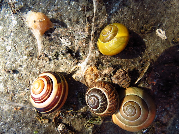 Ein bunter Haufen. Gehäuseschnecken haben wir erfolgreich wieder angesiedelt.