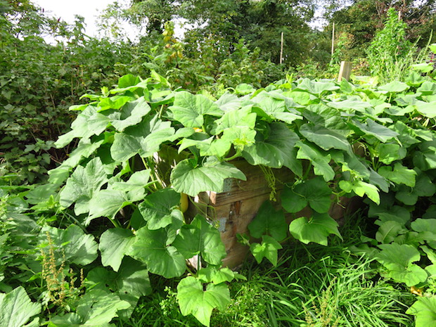 Butternut-Beet am 28.09