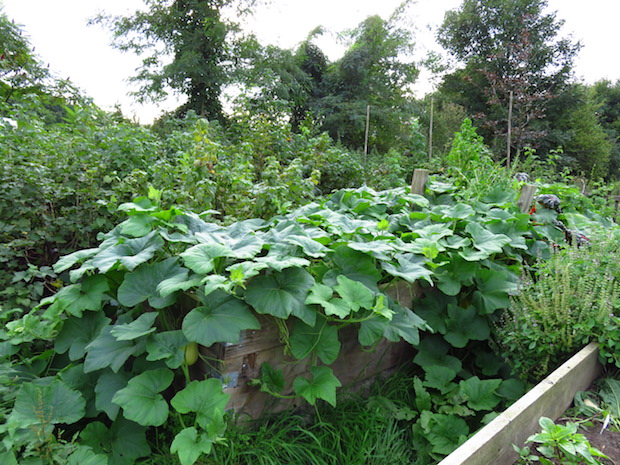 Butternut-Beet am 20.09