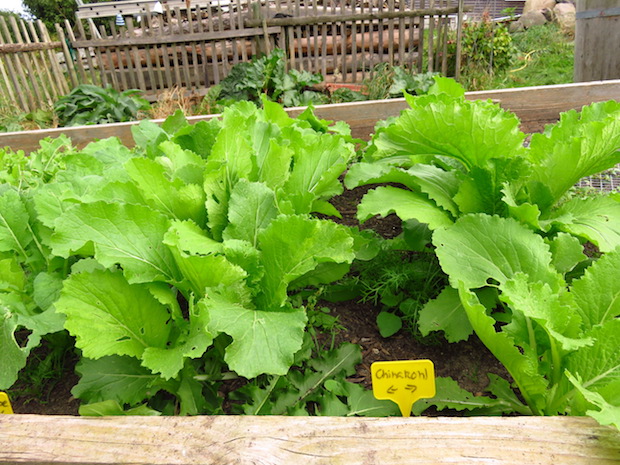 Chinakohl durfte leben