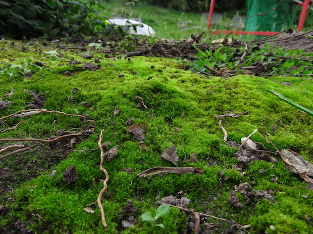 Elfenmoos. Ich liebe Moos!