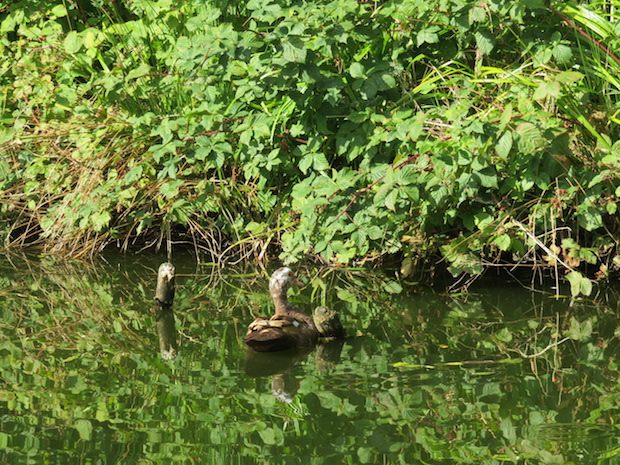 Entenidylle auf dem Teich