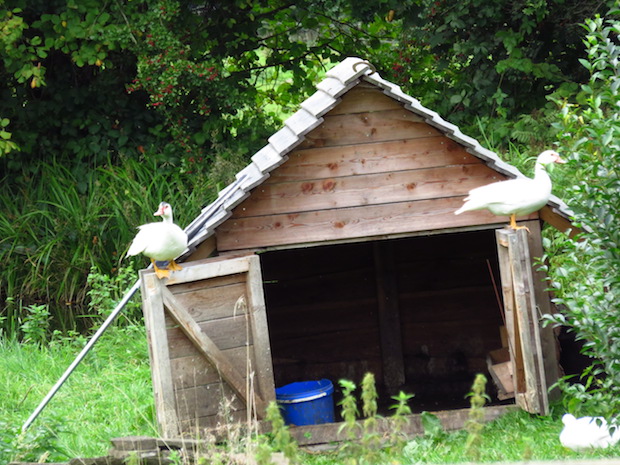Enten lungern am Gänsestall