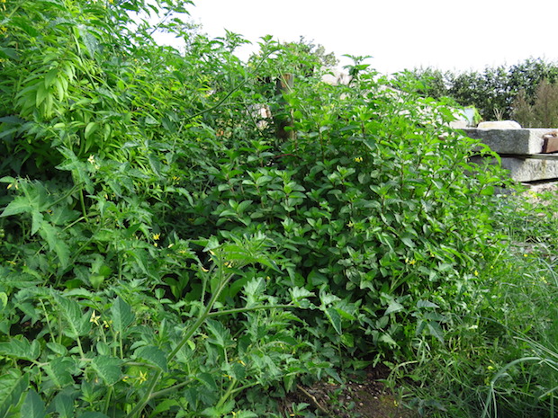 Die Erdbeerminze hatte ich neulich erst komplett abgeerntet ...