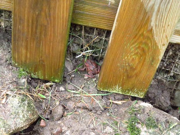 Erdkröte. Bei uns sehr rot.