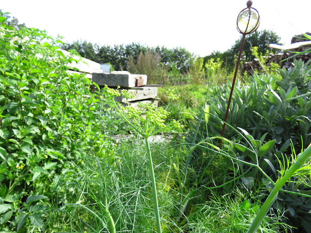 Gewürzfenchel blüht im ersten Jahr.
