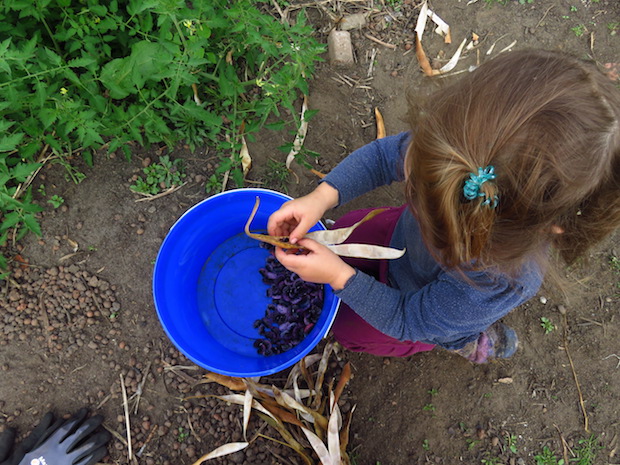 Eine echte, kleine Hilfe. Sie ist sehr gut aufgeklärt, welche Pflanzen man nicht oder nur gekocht essen darf.