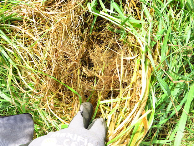 Verfilztes Gras dort wo die Brennnesseln verbuschten, die Koppel muss dringend mehr beweidet werden.