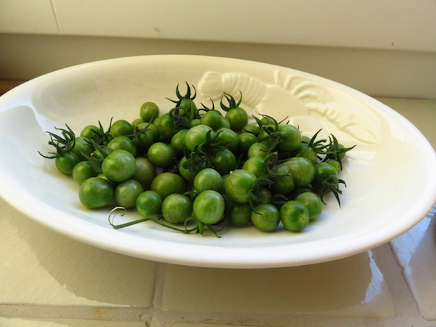 Grüne unreife Wildtomaten