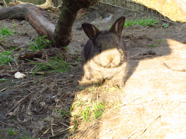 guten-tag-kleines-kaninchenbaby