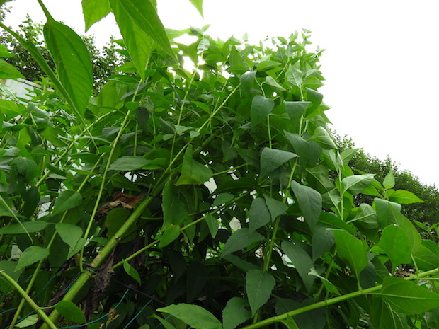 Über 3m hoher Helianthi