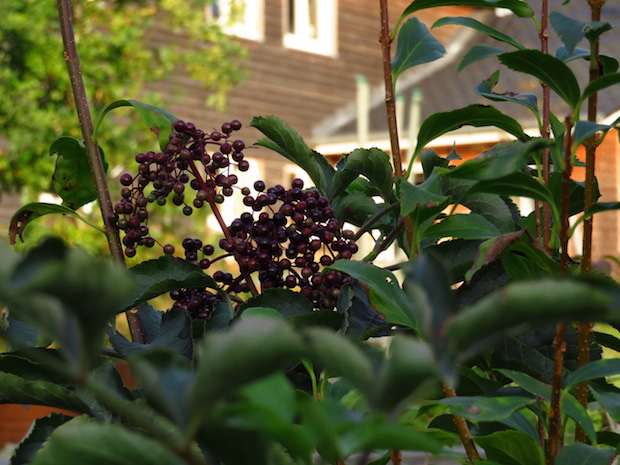 Der Wahnsinnsholunder, der als erster trug, hat noch eine letzte Dolde. Die darf er behalten bzw die Elfen ... oder die Vögel.