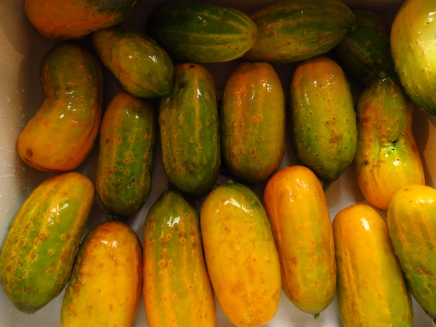 Reife, gelbe Einlegegurken