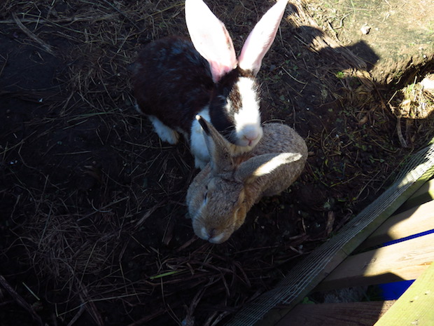 immer-hungrige-kaninchen