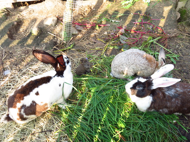 kaninchen-familie