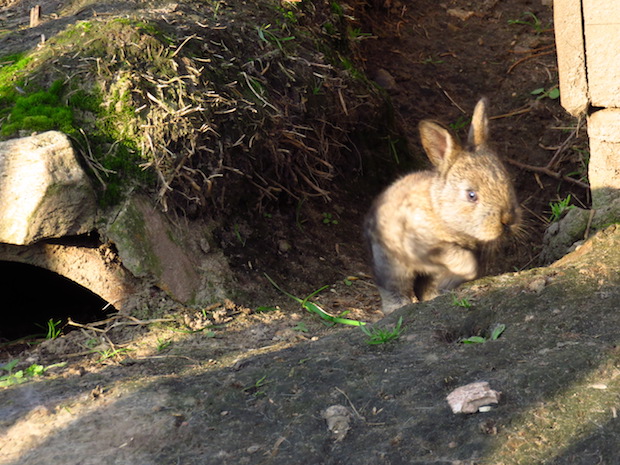 kaninchenbaby-macht-ausflug