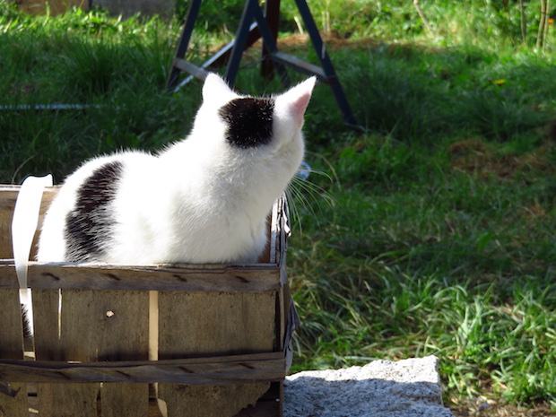 Ernteglück, Kater im Korb.