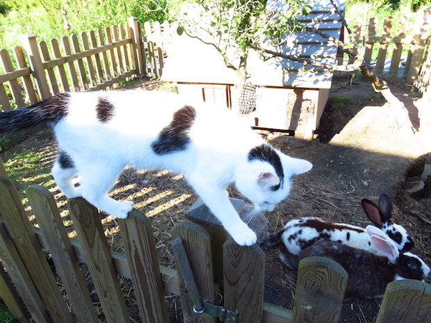 katze-am-kaninchengehege