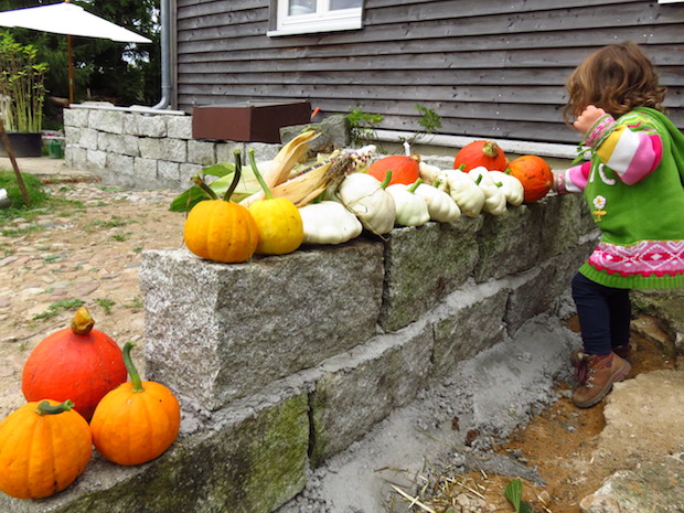 Die ersten Kürbisse sind geerntet: 'Jack be little', Patissons und Hokkaidos sitzen auf der frisch errichteten Trennmauer