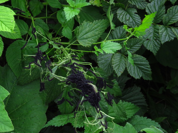 Raupen des Tagpfauenauges