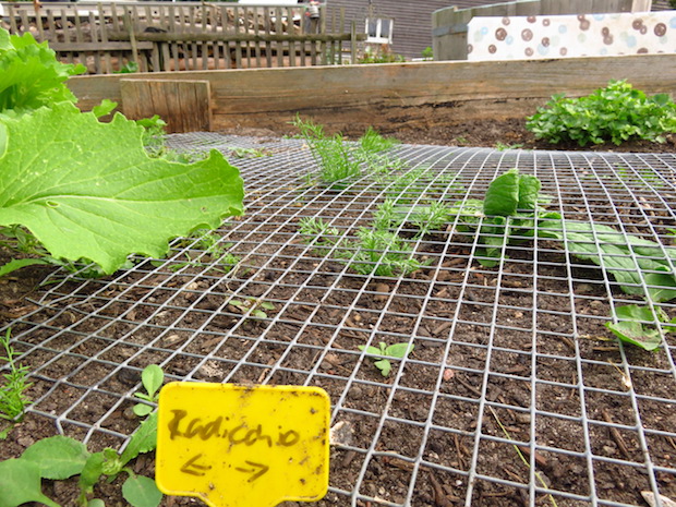 Radicchio schmeckt Hühnern wenn er gerade keimt