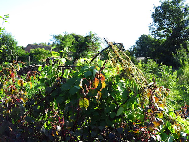 Ein nordischer Windhauch hat das Rankgerüst für die Feuerbohnen abgeknickt, 3,50m hatten sie.