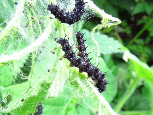 Raupen vom Tagpfauenauge