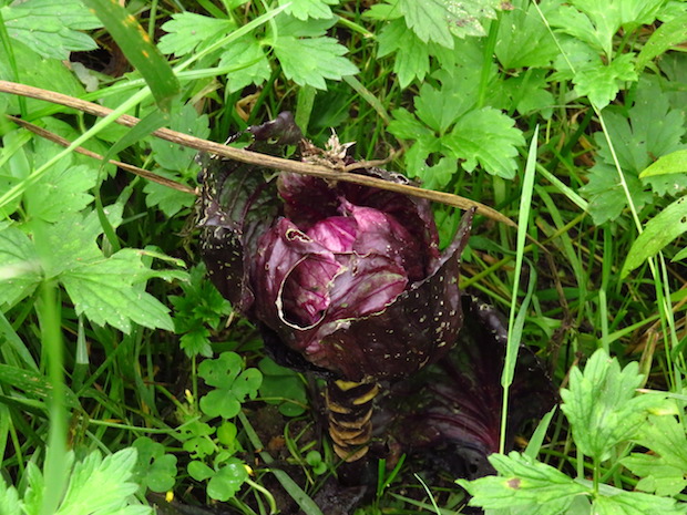 Malträtierter Rotkohl