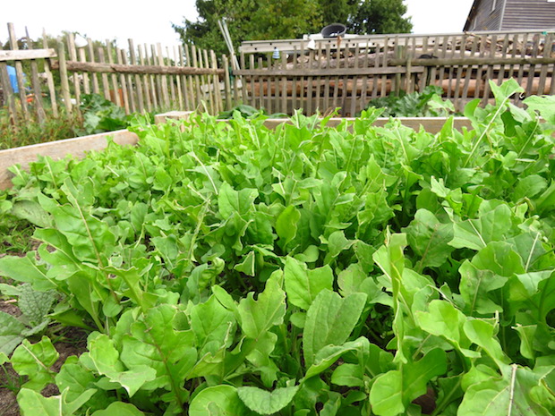 Angefressener Rucola
