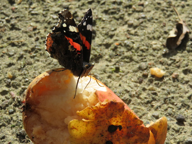 schmetterling-admiral-auf-fallobst