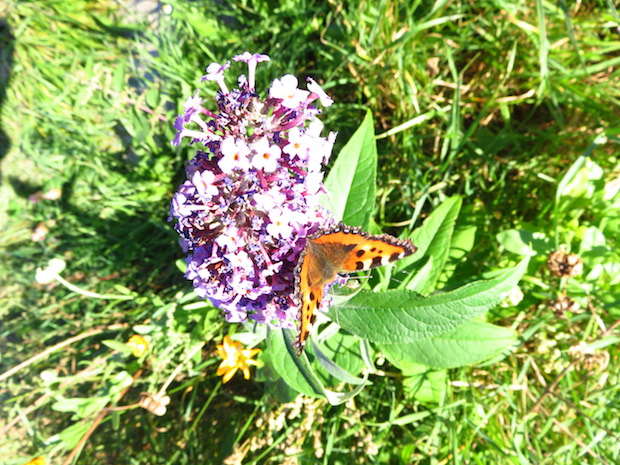schmetterlingsflieder