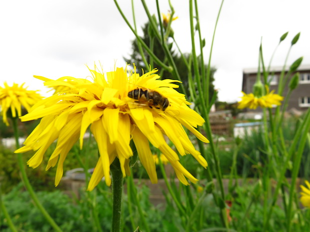 Schwarzwurzel-Blüte