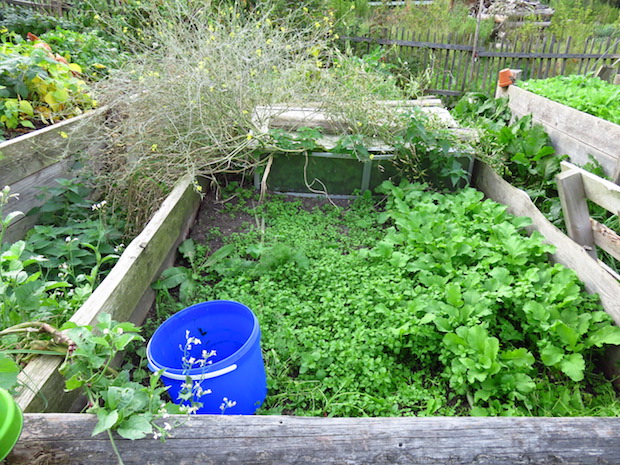 Lässt man sich Vogelmiere aussamen, ist man selber schuld wenn man zwischen jungen Keimlingen nicht jäten kann ...