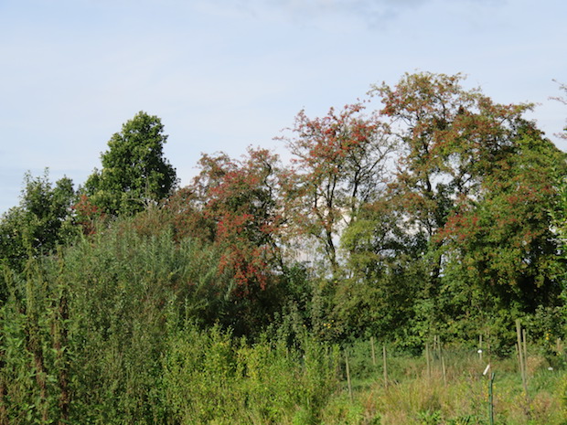 Weissdorn trägt rote Früchte und hat die Blätter zum großen Teil verloren