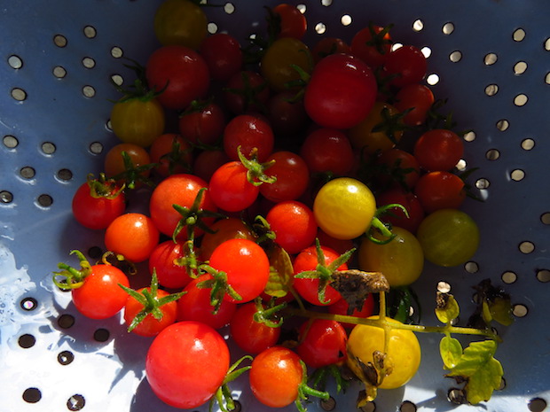 wildtomaten