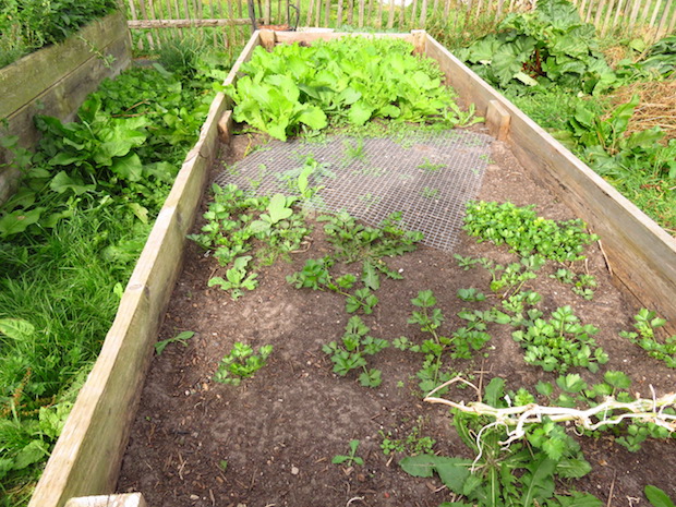 Hier haben die Hühner schon geerntet